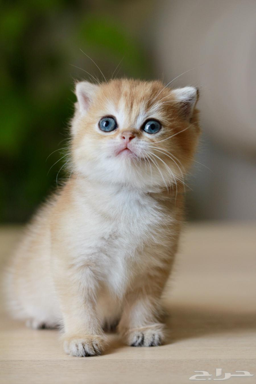 سكوتش فولد قولد بيور vip64476921314689111