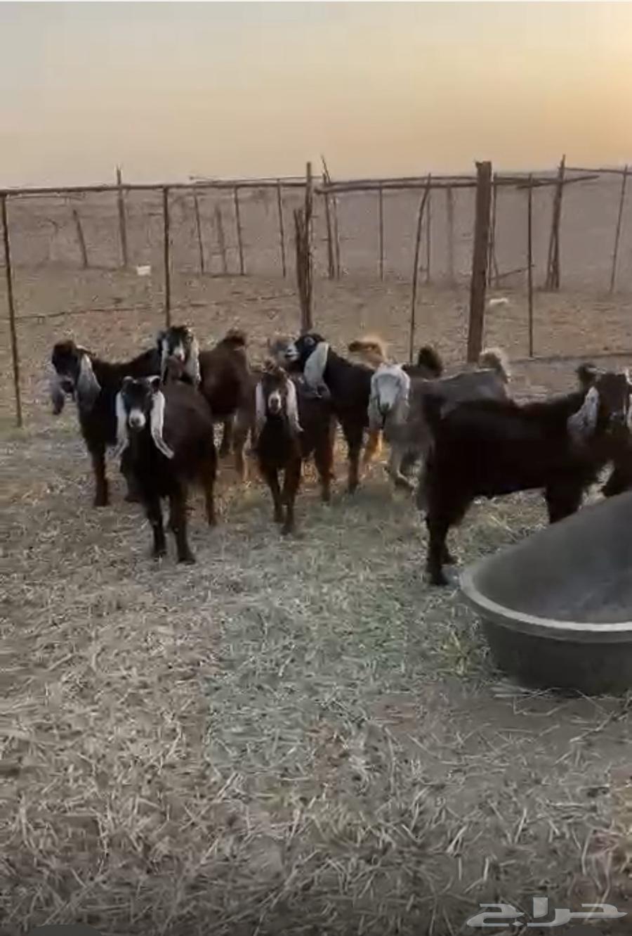 تيوس وجفرات طيبة وبرية وشرط الصحة والعلف64476015908482112