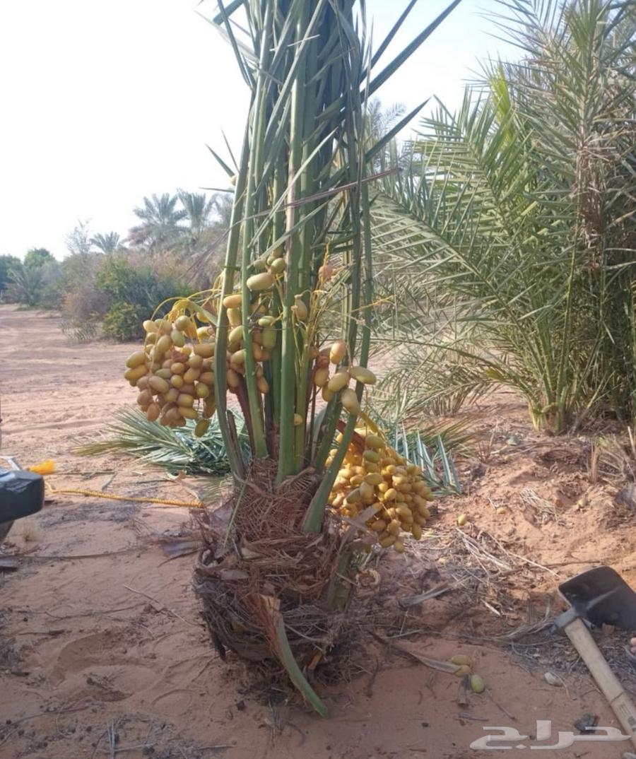 صقعي اللبيع64146340216578111
