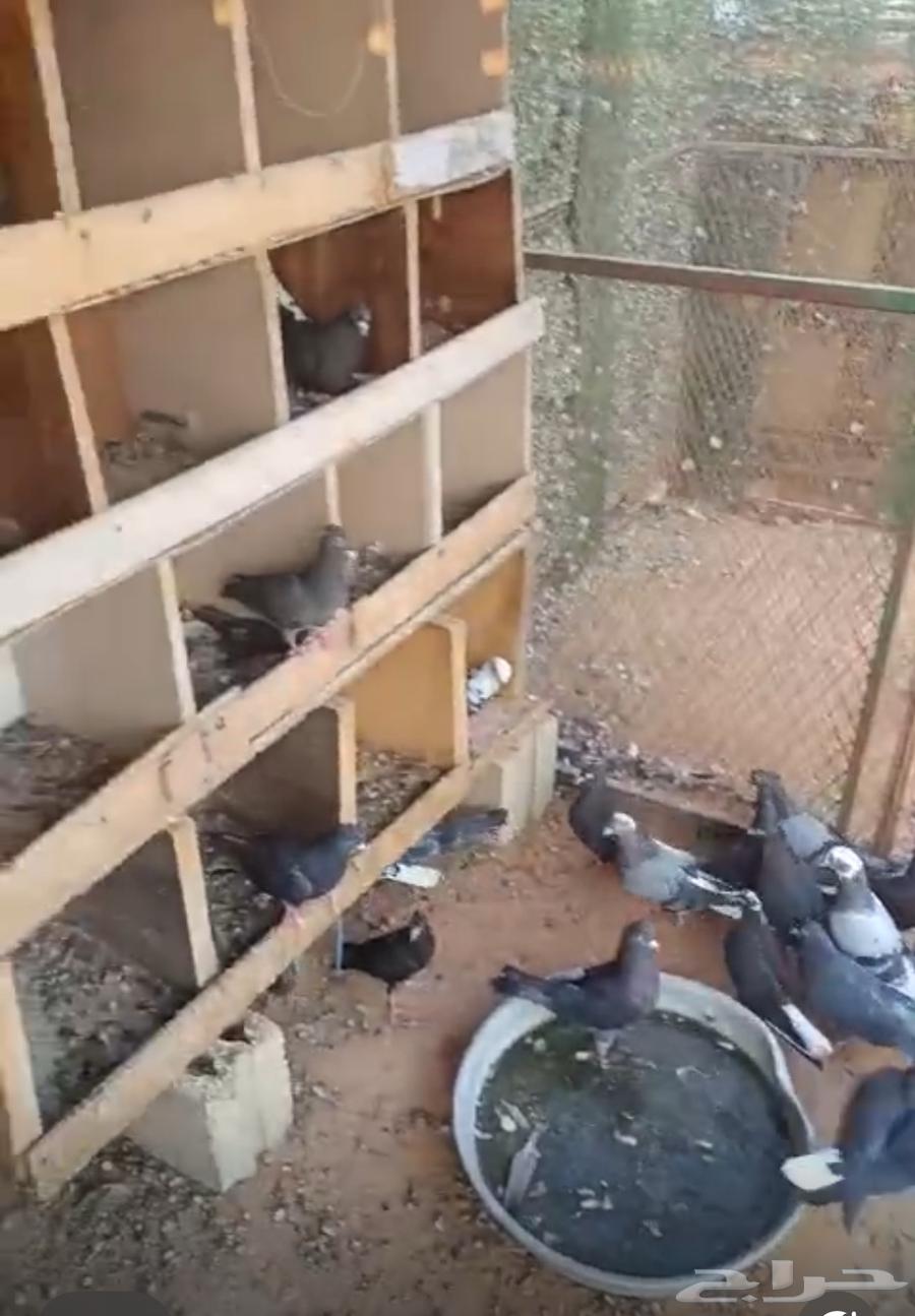 حمام قلاب للبيع جمله64477422574337110