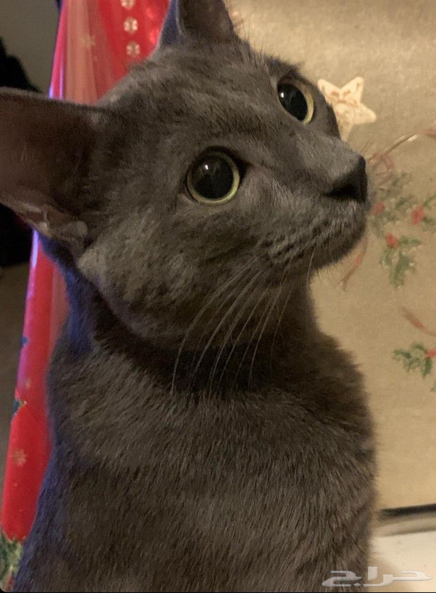 Scotch Fold64477282964225110