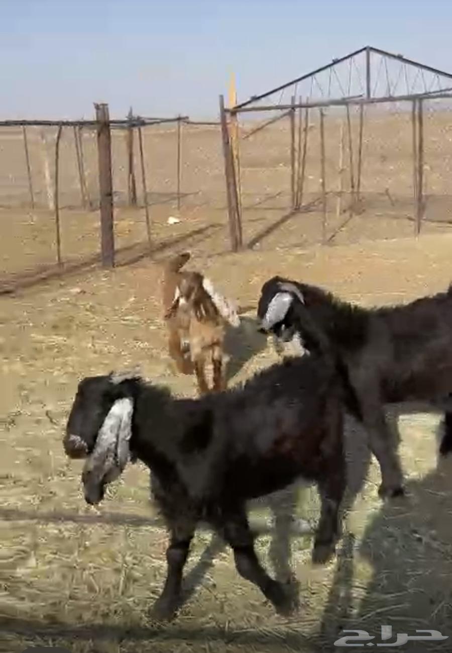 تيوس وجفرات طيبة وبرية وشرط الصحة والعلف64476015908482110