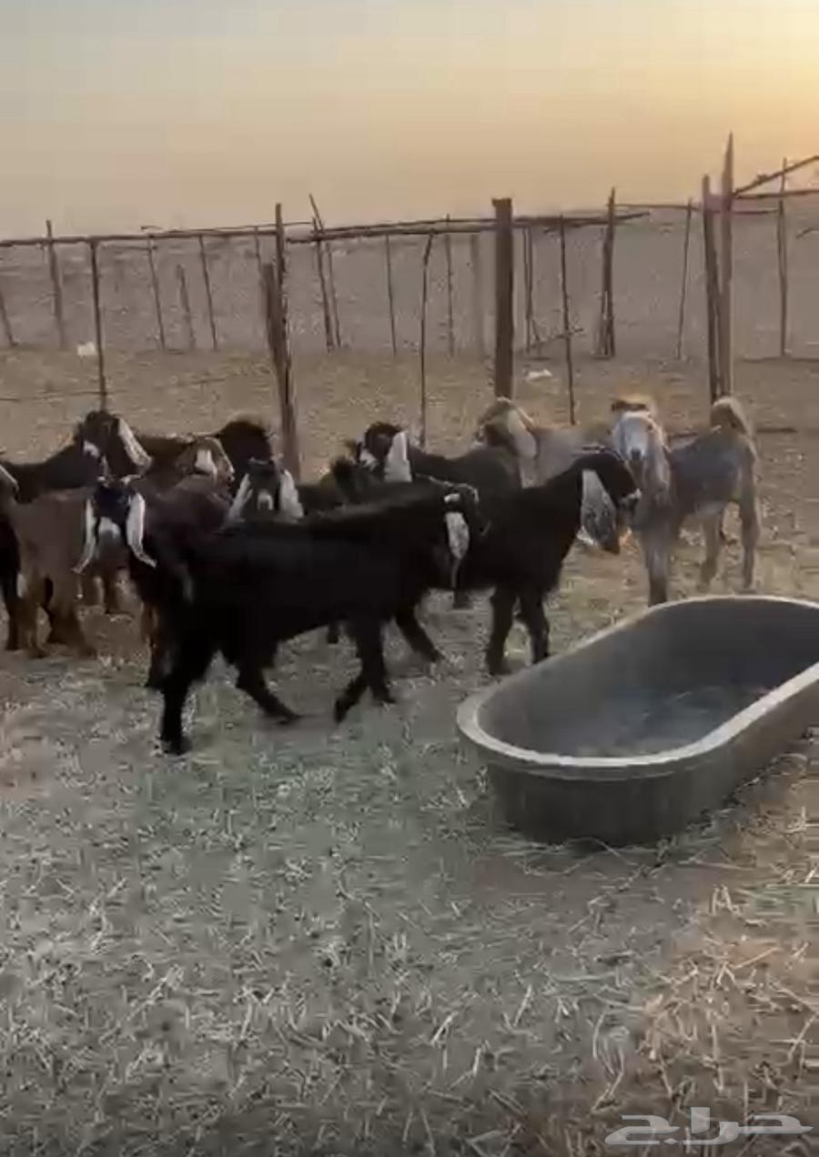 تيوس وجفرات طيبة وبرية وشرط الصحة والعلف64476015908482114