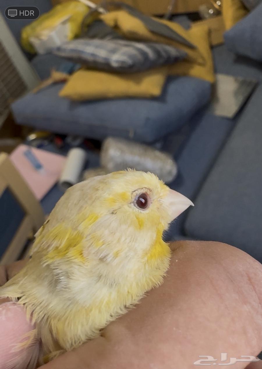 كناري ازابل حامل ساتين64472270084738110