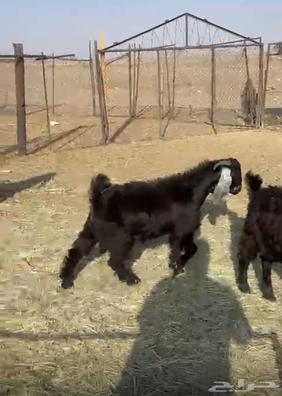 تيوس وجفرات طيبة وبرية وشرط الصحة والعلف64476015908482113