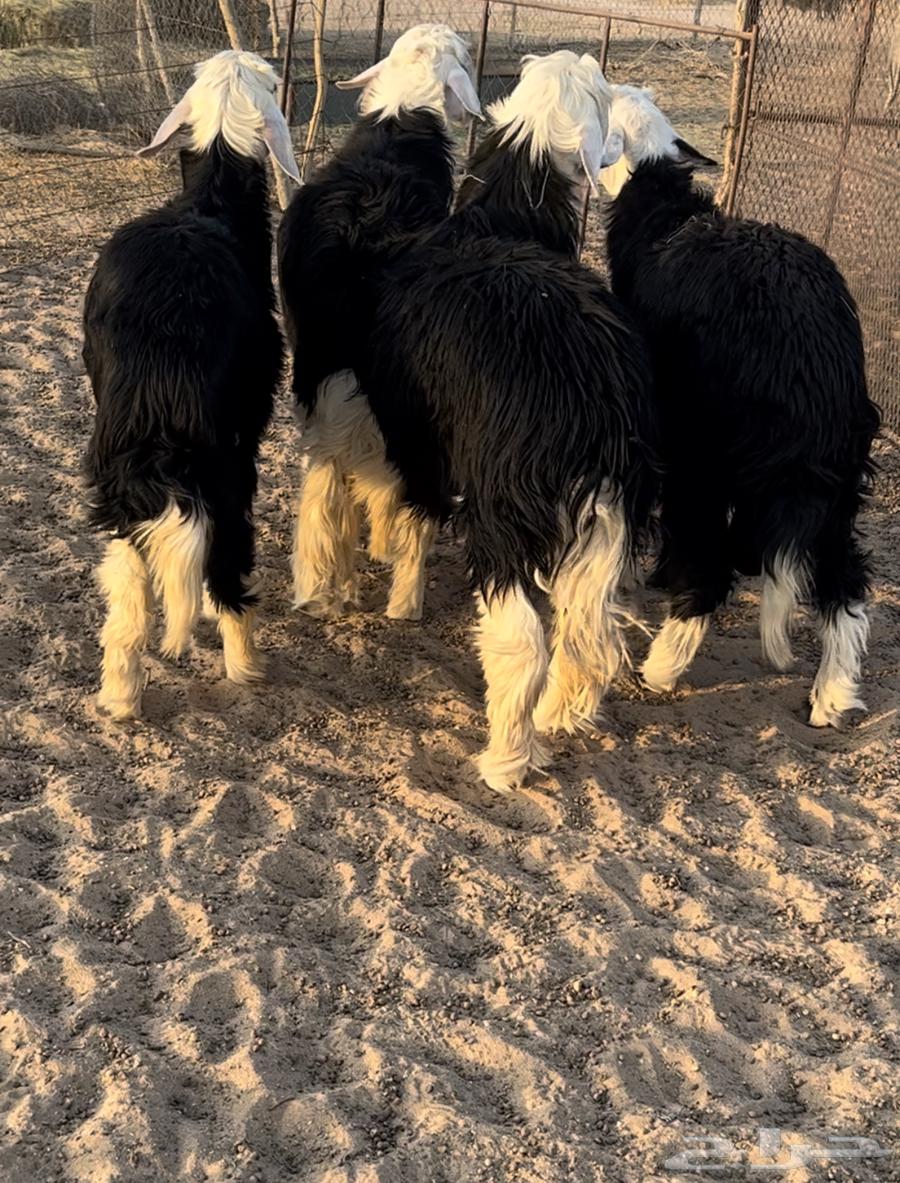 خرفان طيبة للبيع64478141959298110