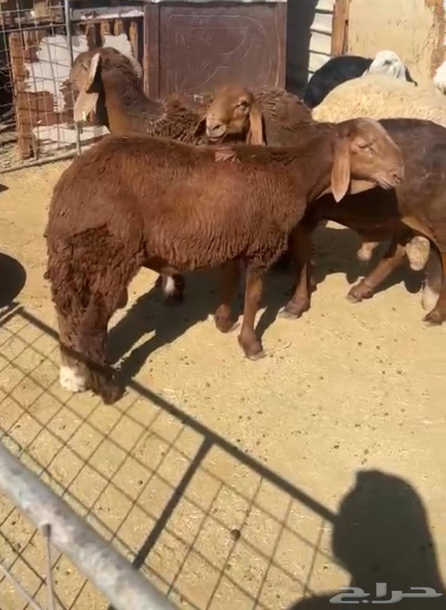 تيوس وخرفان للبيع64478333738881112