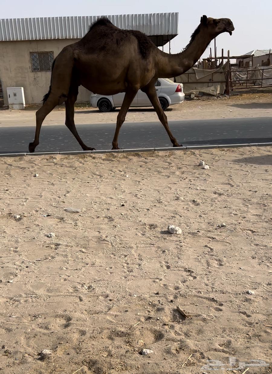 للبيع القحه كفو64474187949315110