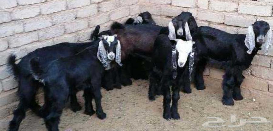 تيوس وخرفان للبيع64478333738881110