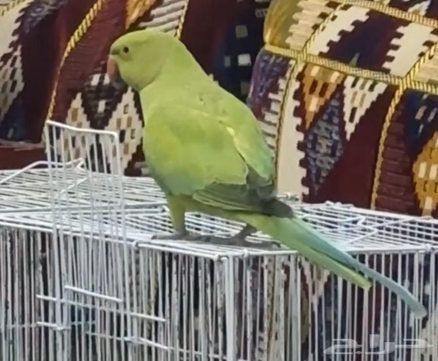 طير دره هندي64474945617411110