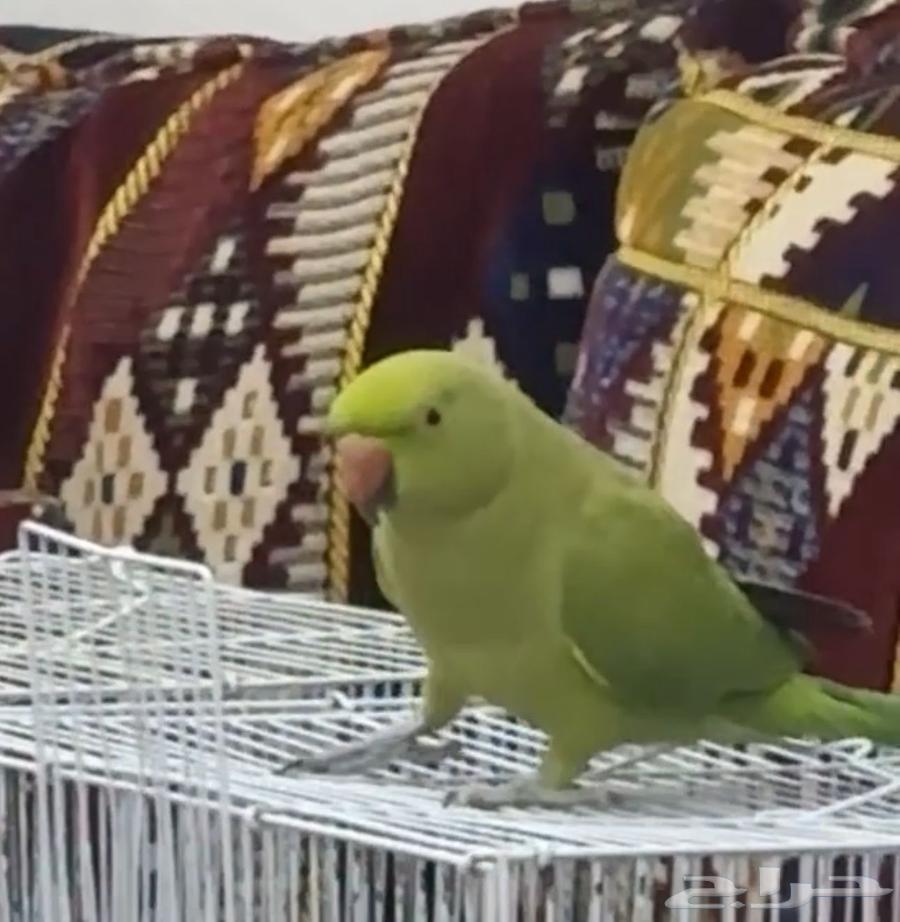 طير دره هندي64474945617411111