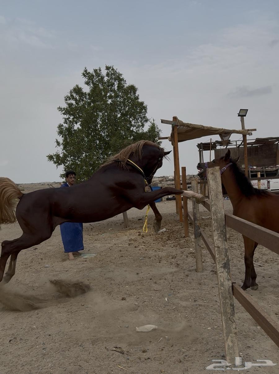 العمر سنتين وا ثمنيه شهور64479701728387110