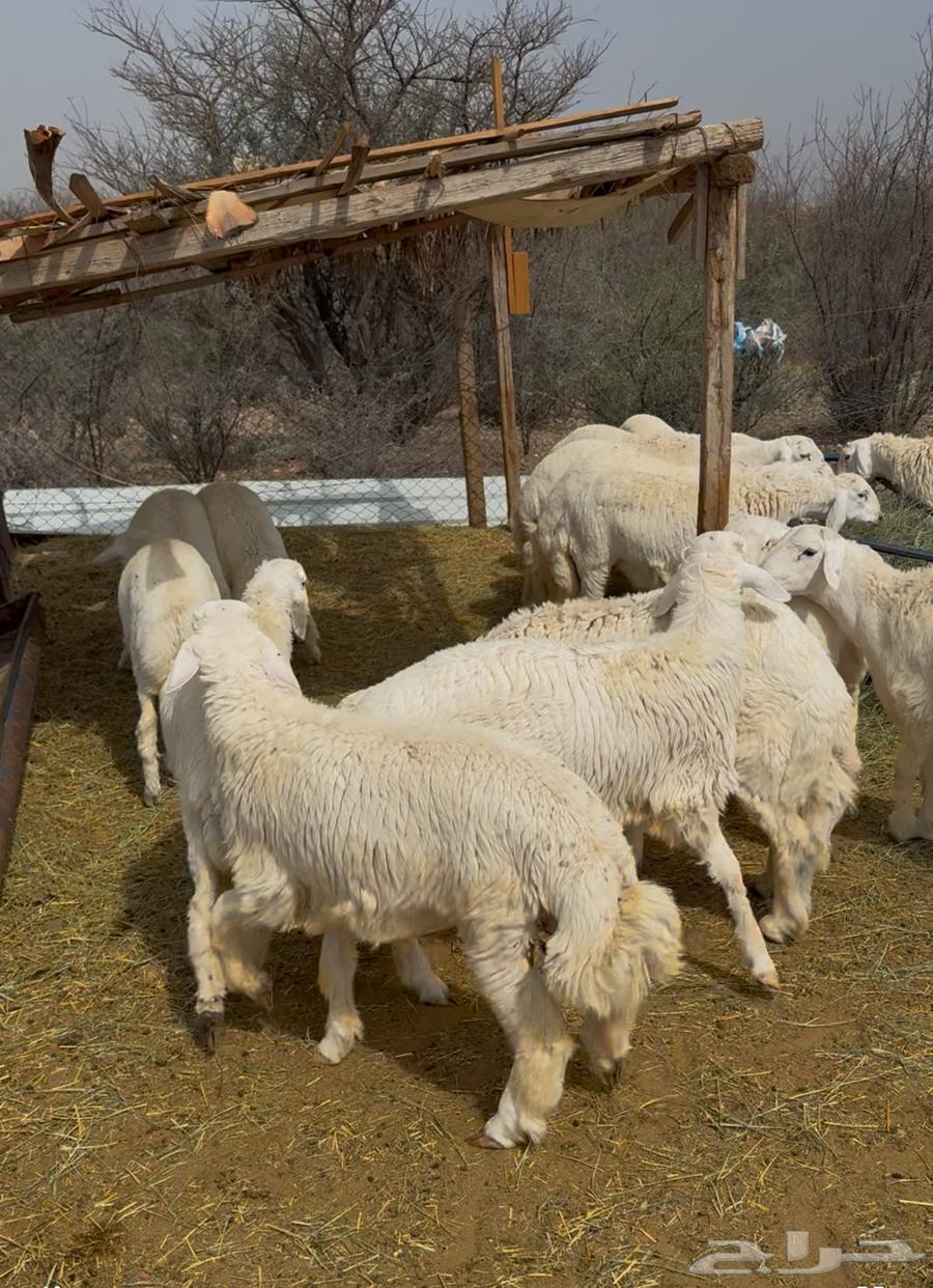 Hello (clean free-range chickens) selling individually, some good ones64477366867969112