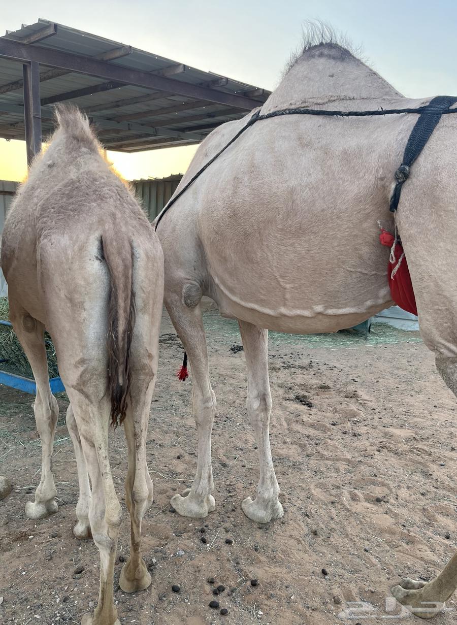 حاشي للبيع عمره 7 شهور حليب وبرسيم64477783264515112