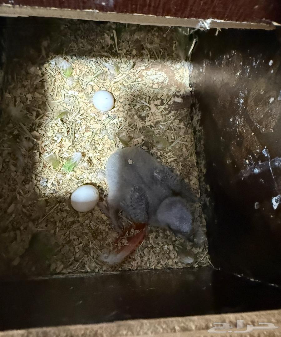 Senegalese chick64475819994625111