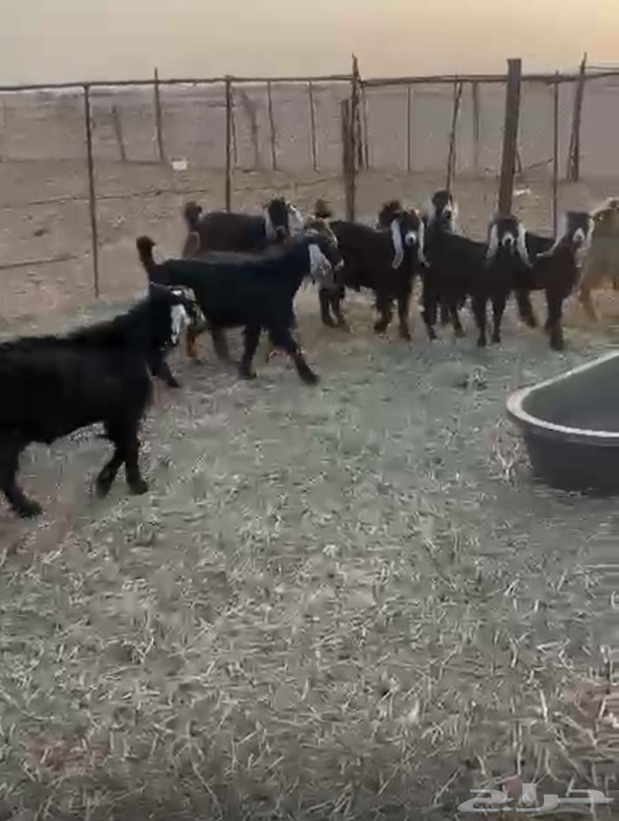 تيوس وجفرات طيبة وبرية وشرط الصحة والعلف64476015908482111