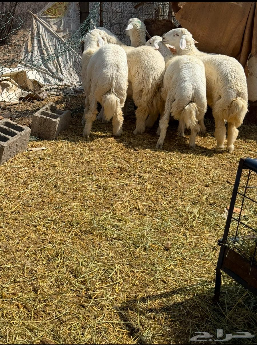 Hello (clean free-range chickens) selling individually, some good ones64477366867969111