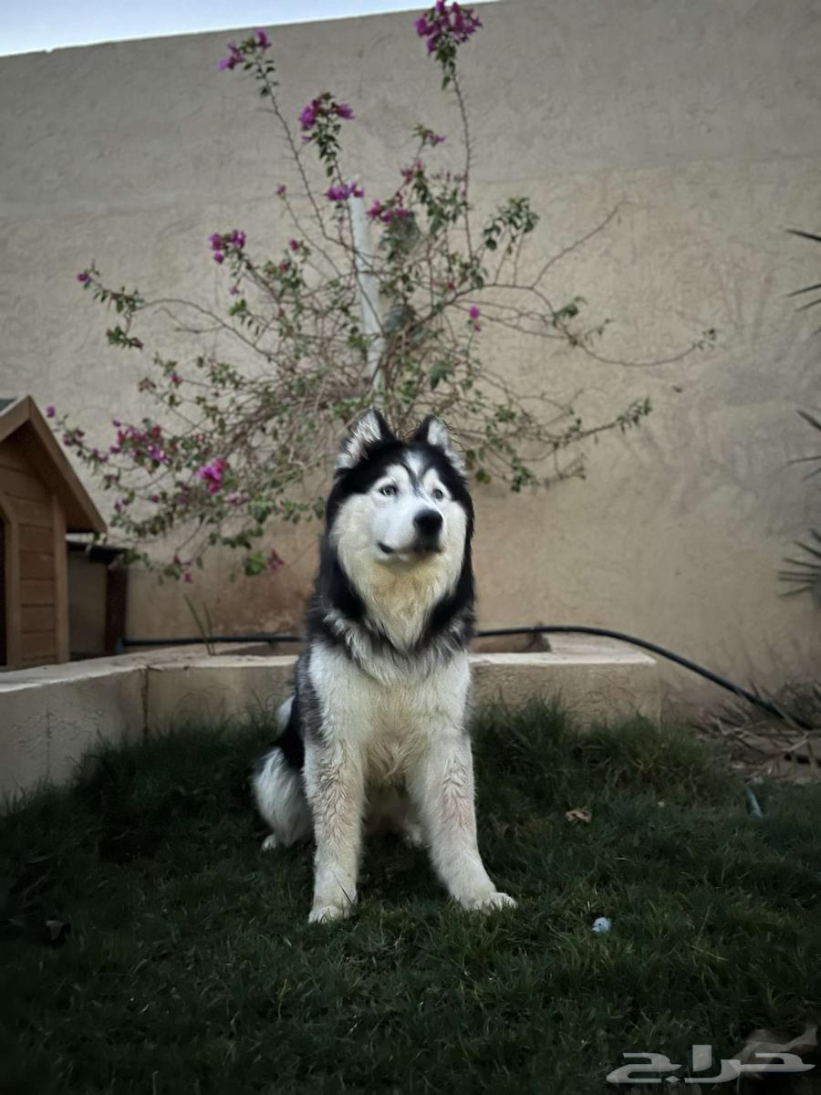 كلب هاسكي للبيع64472602888961112