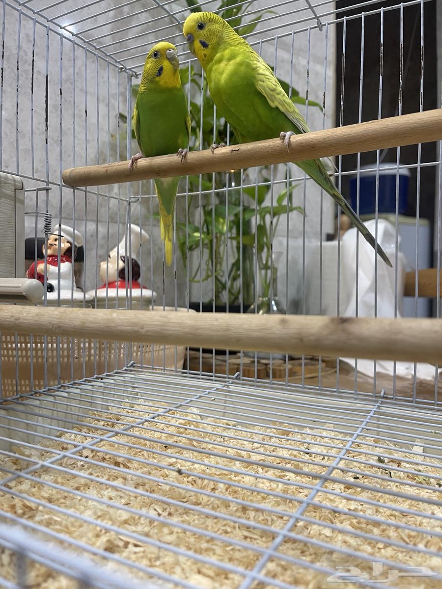 زوج بادجي مع القفص ( تم البيع )64476115217283114