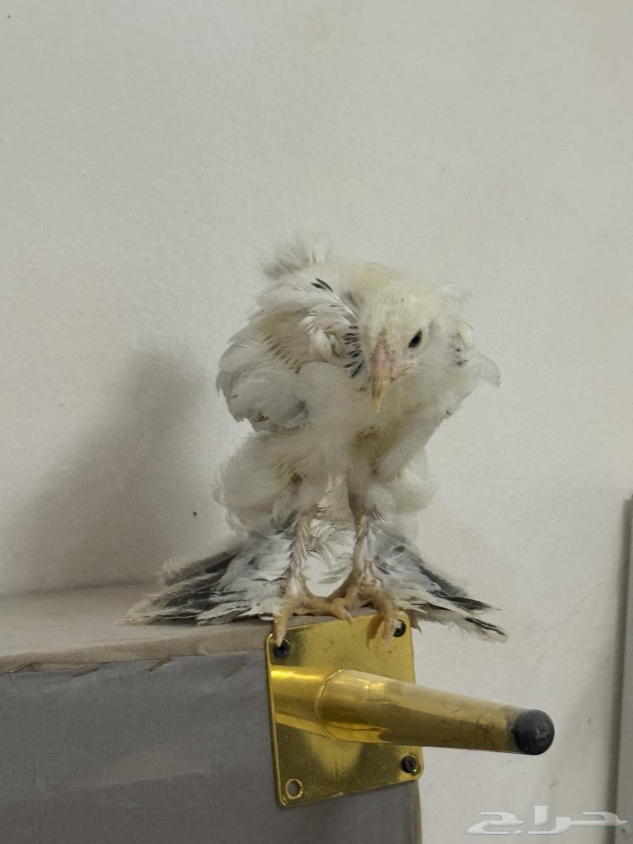 صيصان براهما كولمبي عمر شهرين64478045651459111