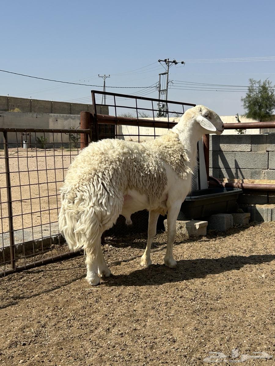 فحل صنف64477562385283110