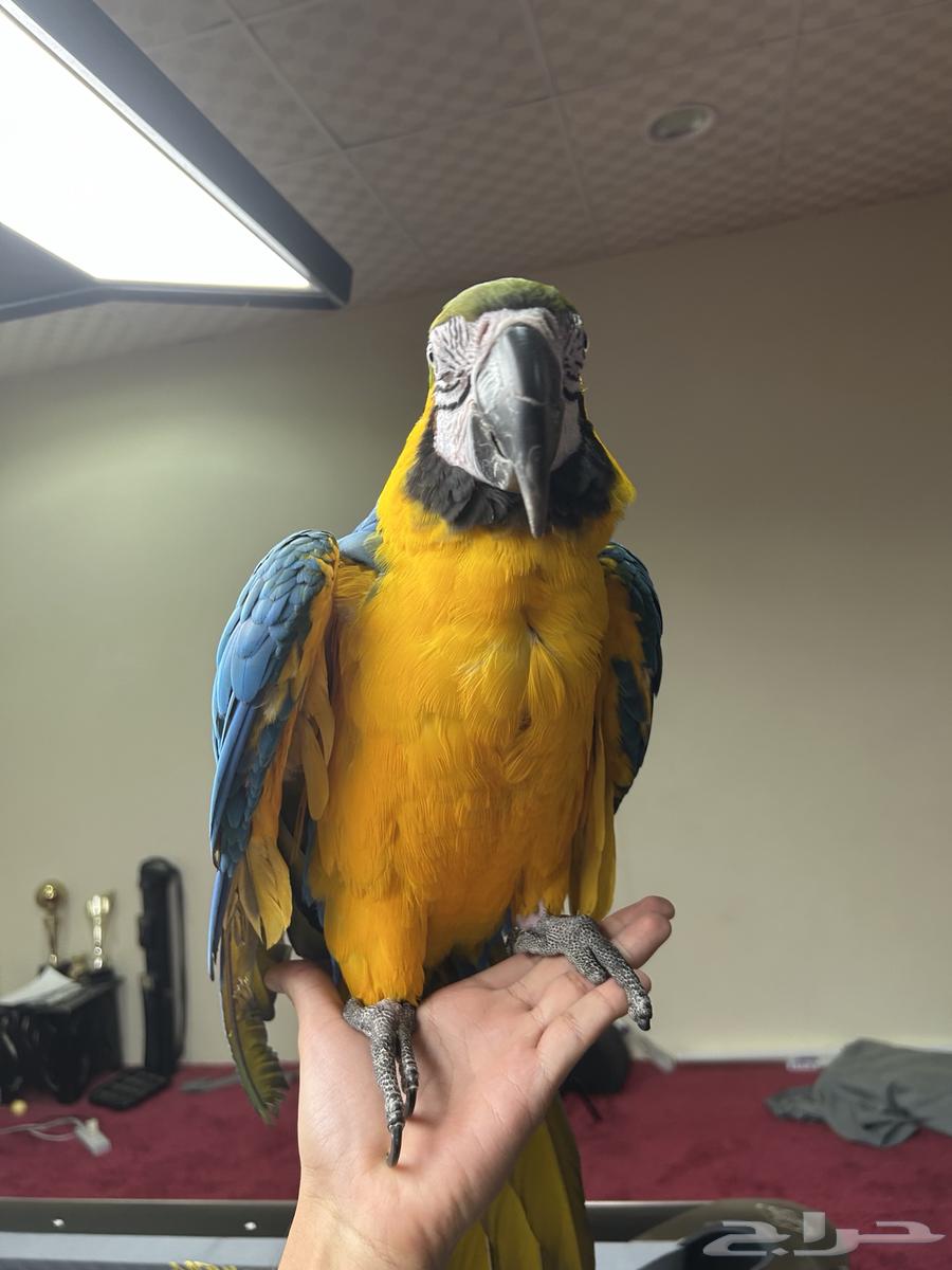 مكاو بلو اند قولد اليف تم البيع64471662949377112