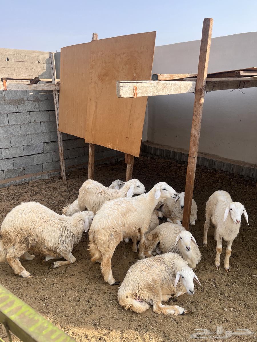 7 طليان واربع تيوس للبيع64478031757313112