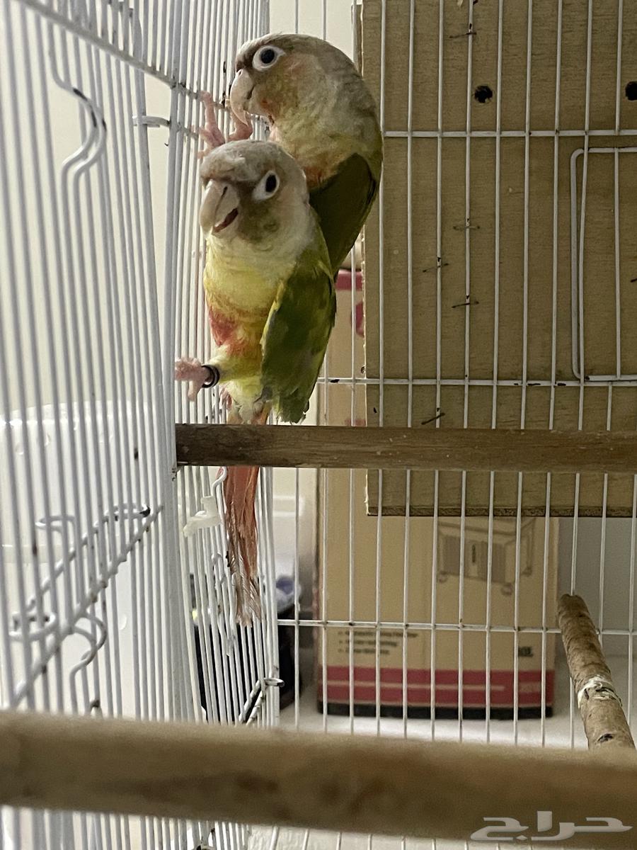 زوج كنيور اناناس منتج( تم البيع)64473582772226112