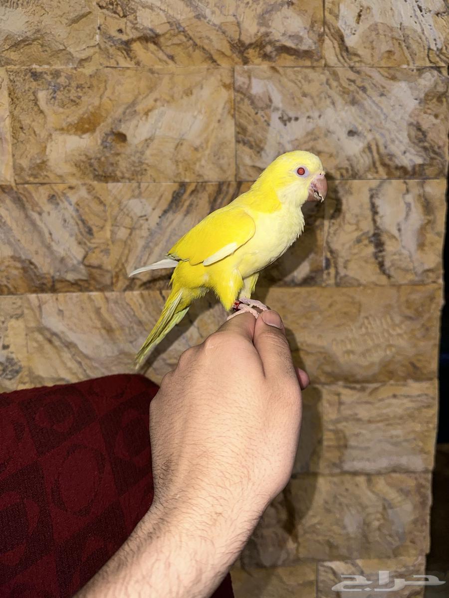 كويكر لاتينو اليف وهدد تم البيع64472186628866113