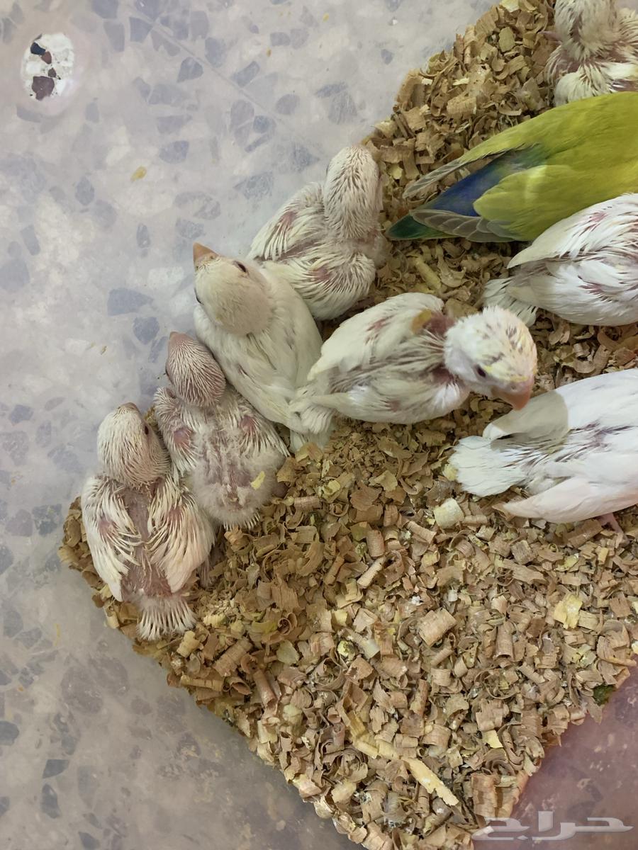 فروخ كروان للبيع64475016392321114