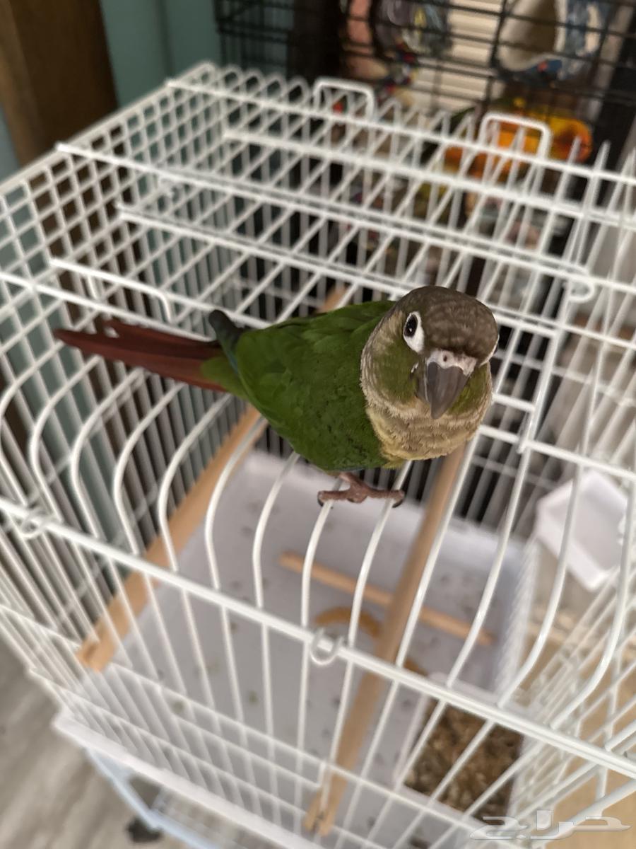 كنيور قرين شيك اليف و هدد ب90064477310943234111