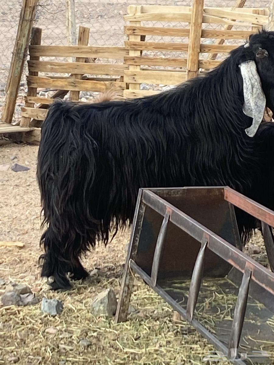 Qualified temporary buck64475918221313111