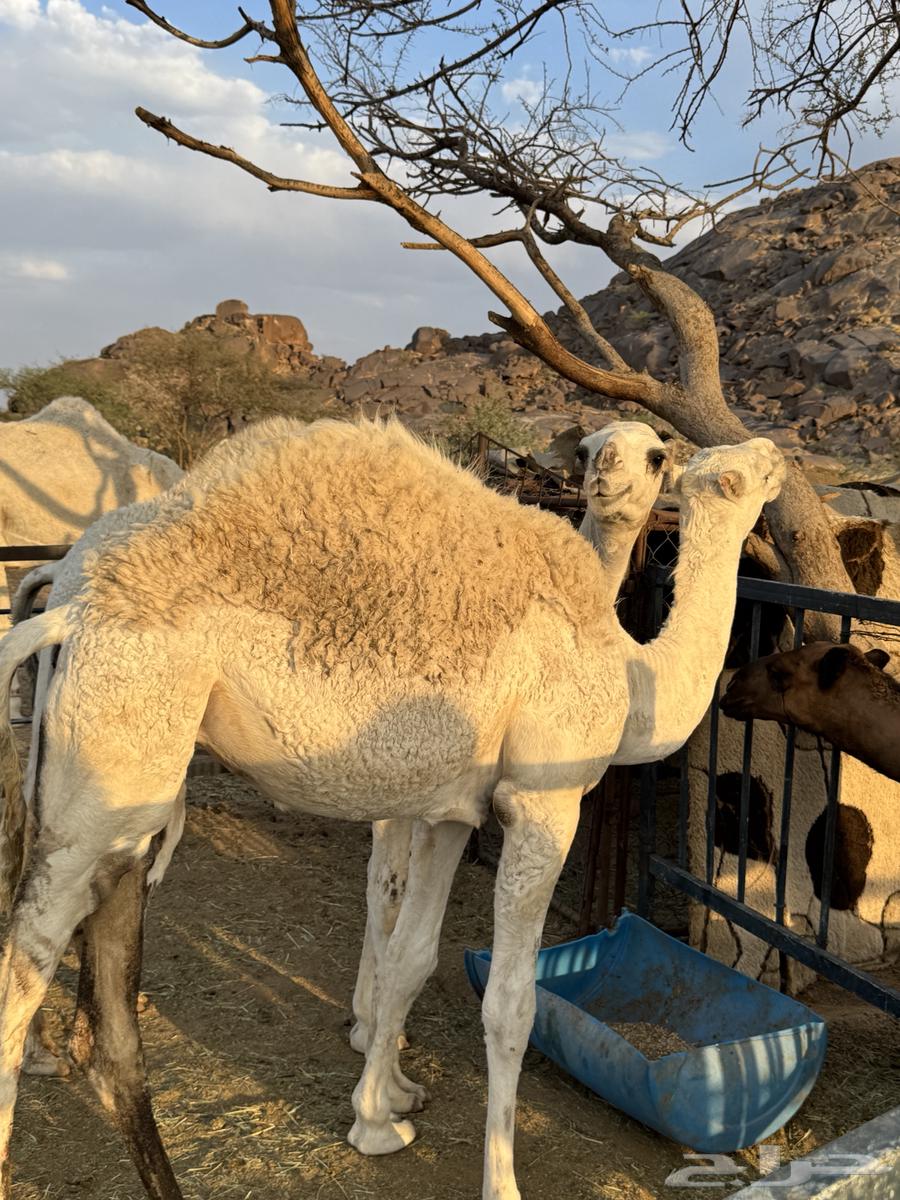 ابل للبيع64476420220417113