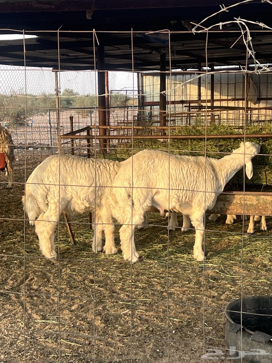 Clean refrigerator slaughter with suitable prices for all ages64476601087105111