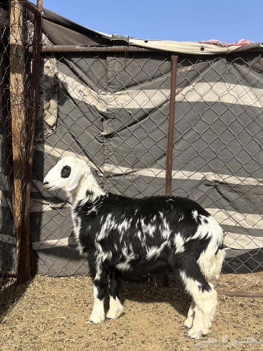 طلي سمين ونظيف860  فقط64473597112835112