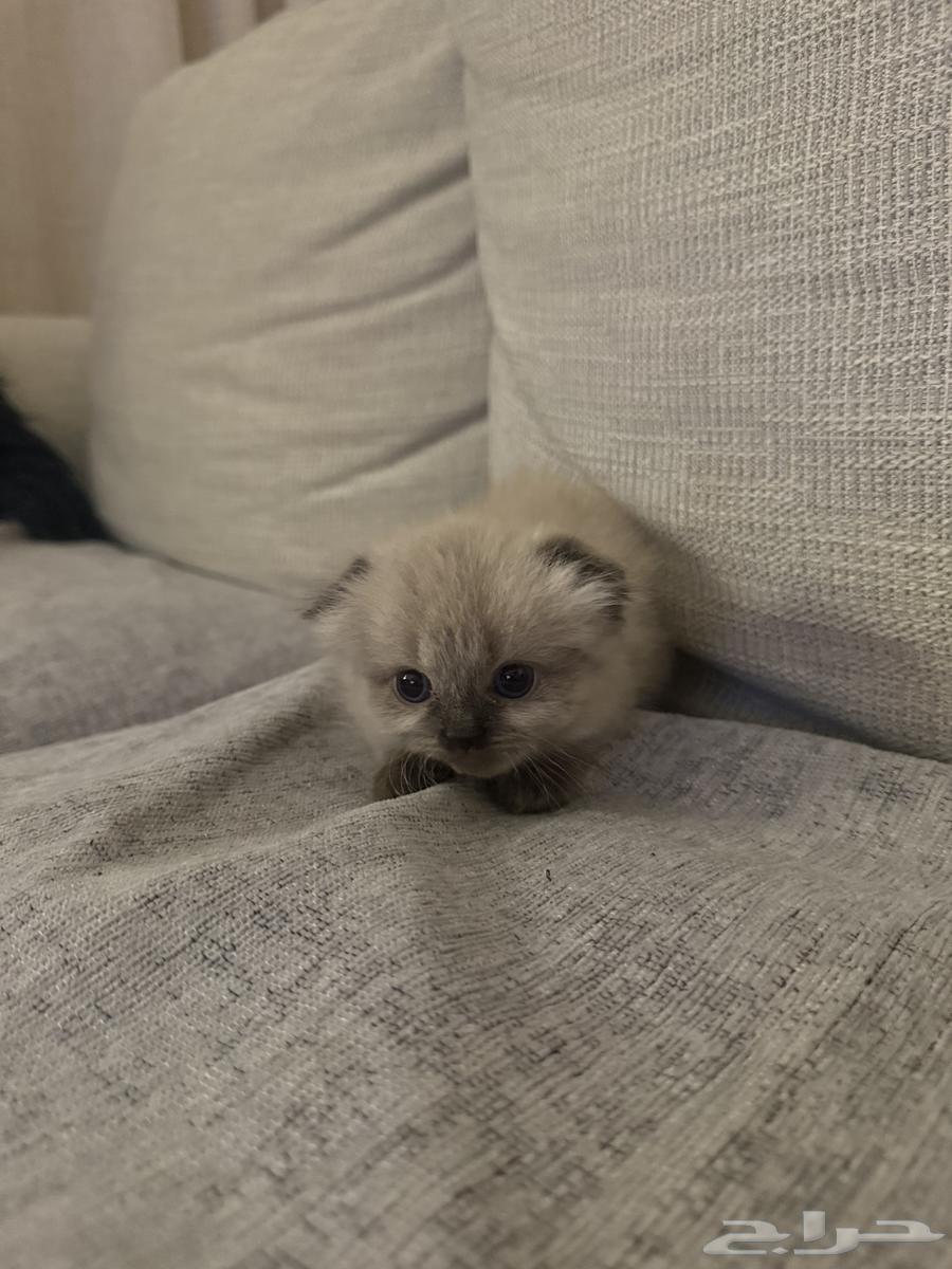 A small cat64471676782081110