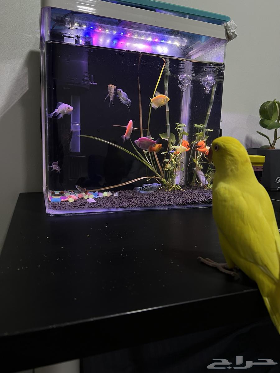 للبيع دره اليفه64473415402754110