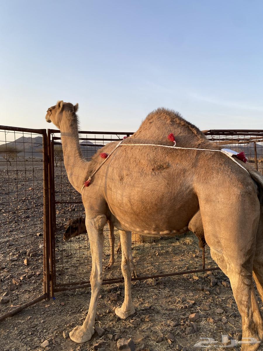 Red coastal she-camel from Al-Bal branches, price limit 11500, sold64475363637122112