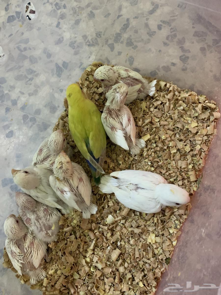 فروخ كروان للبيع64475016392321112