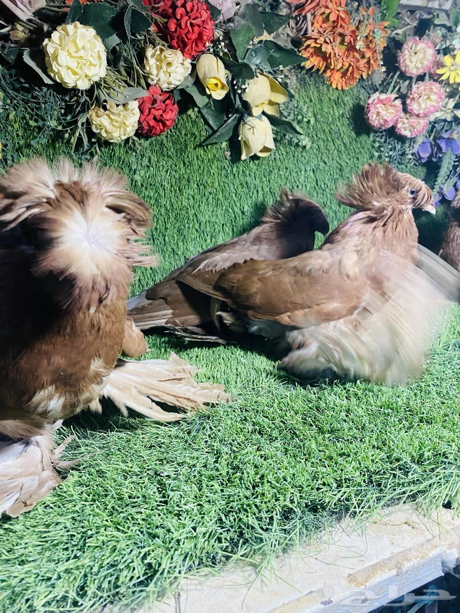 للبيع مجموعة بخارات حمر64478155949187114