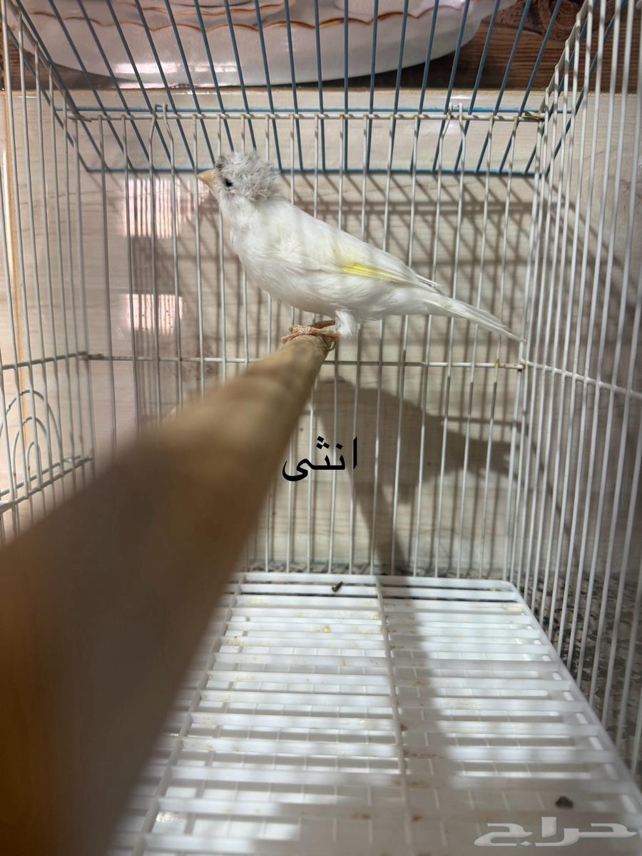 للبيع كناري اناثي وذكور منتجين64475016361091112