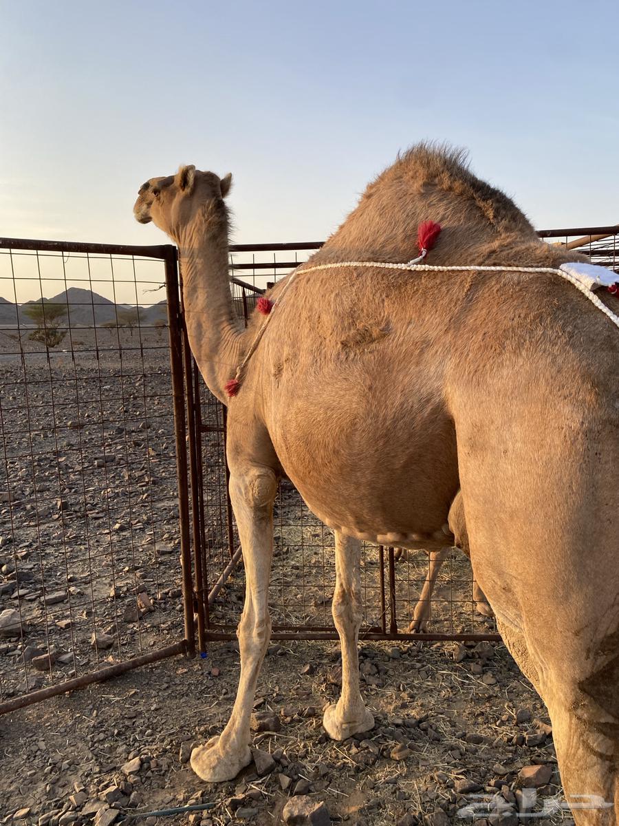 Red coastal she-camel from Al-Bal branches, price limit 11500, sold64475363637122110