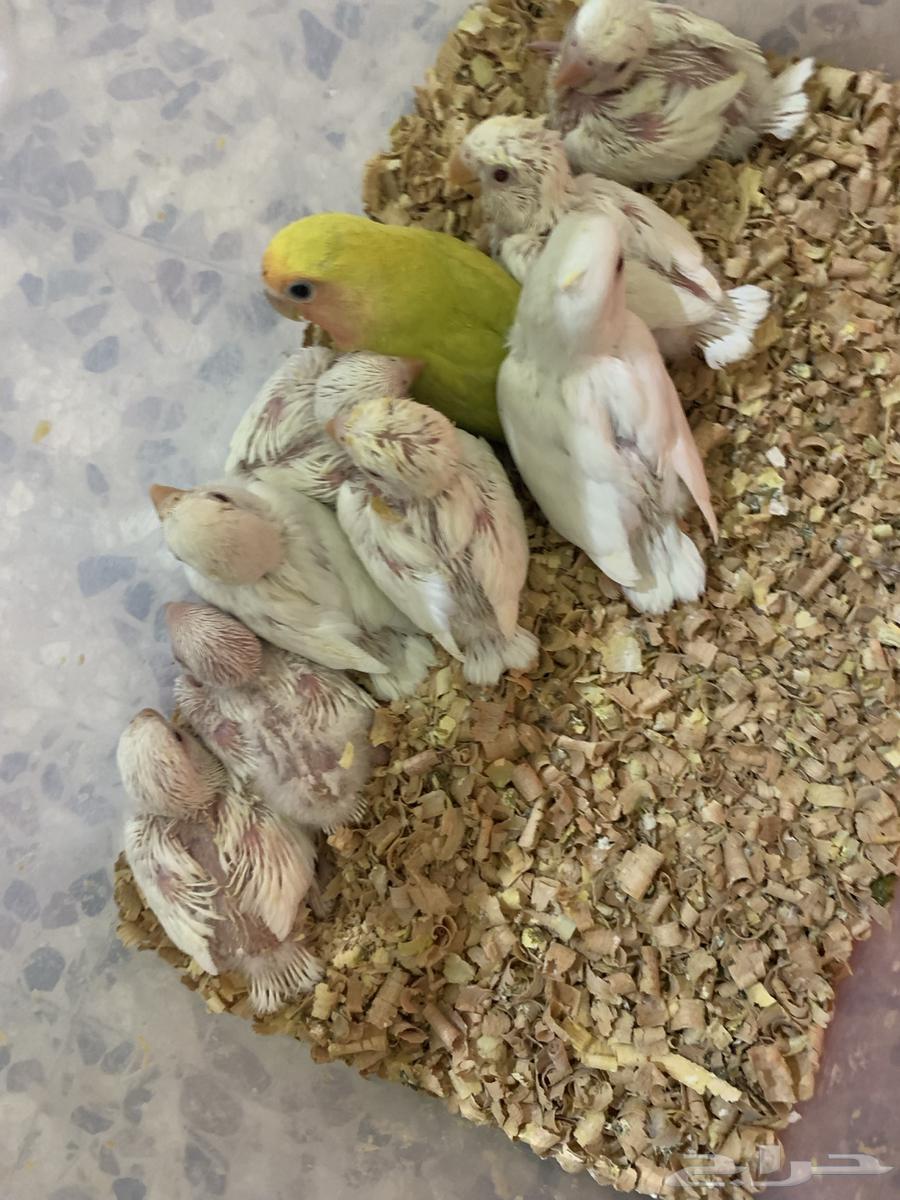 فروخ كروان للبيع64475016392321111