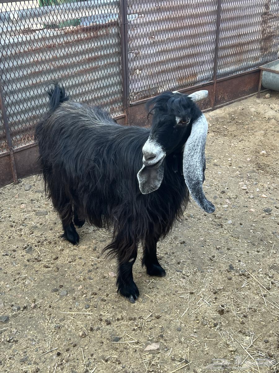 Goat for sale64476545330178114