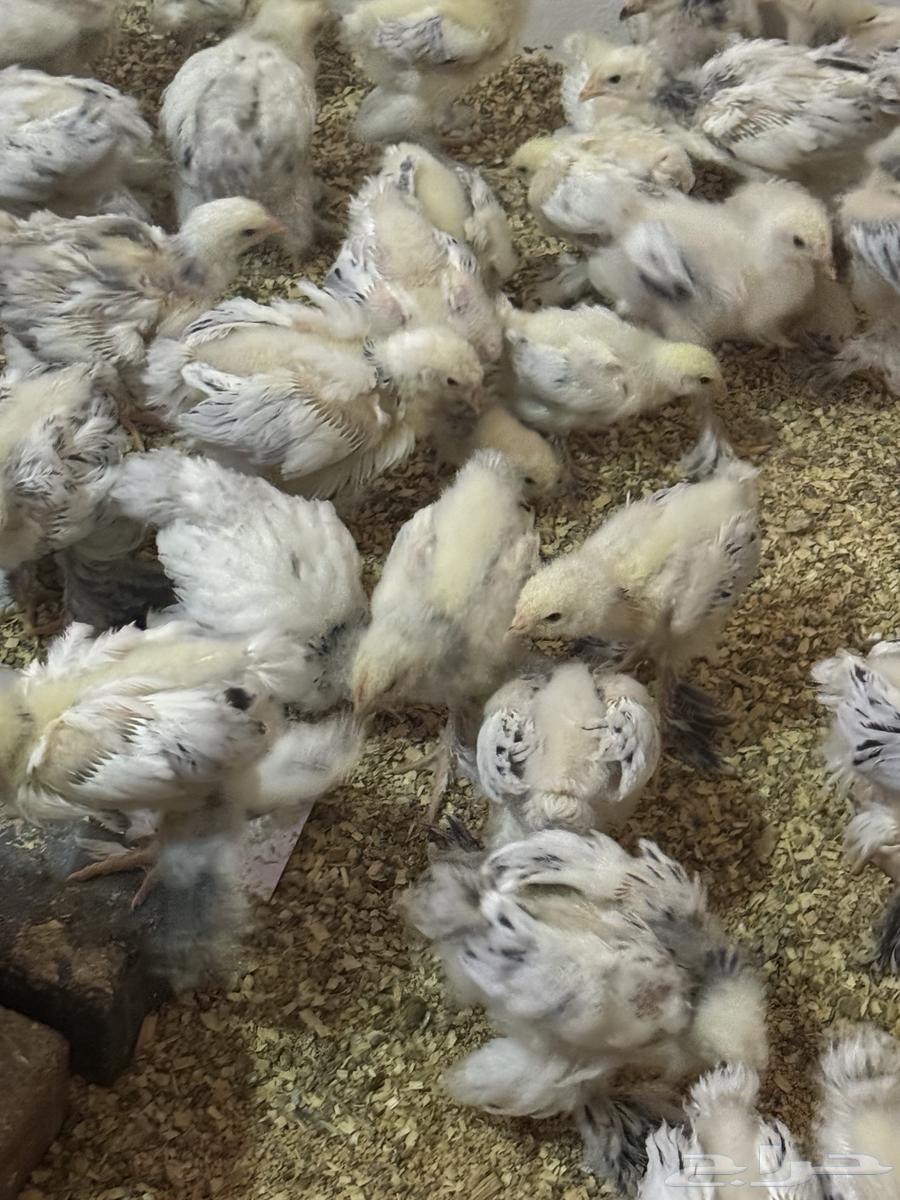 Brahma Columbian Chicks, Premium Quality, Two Months Old64411955738243111