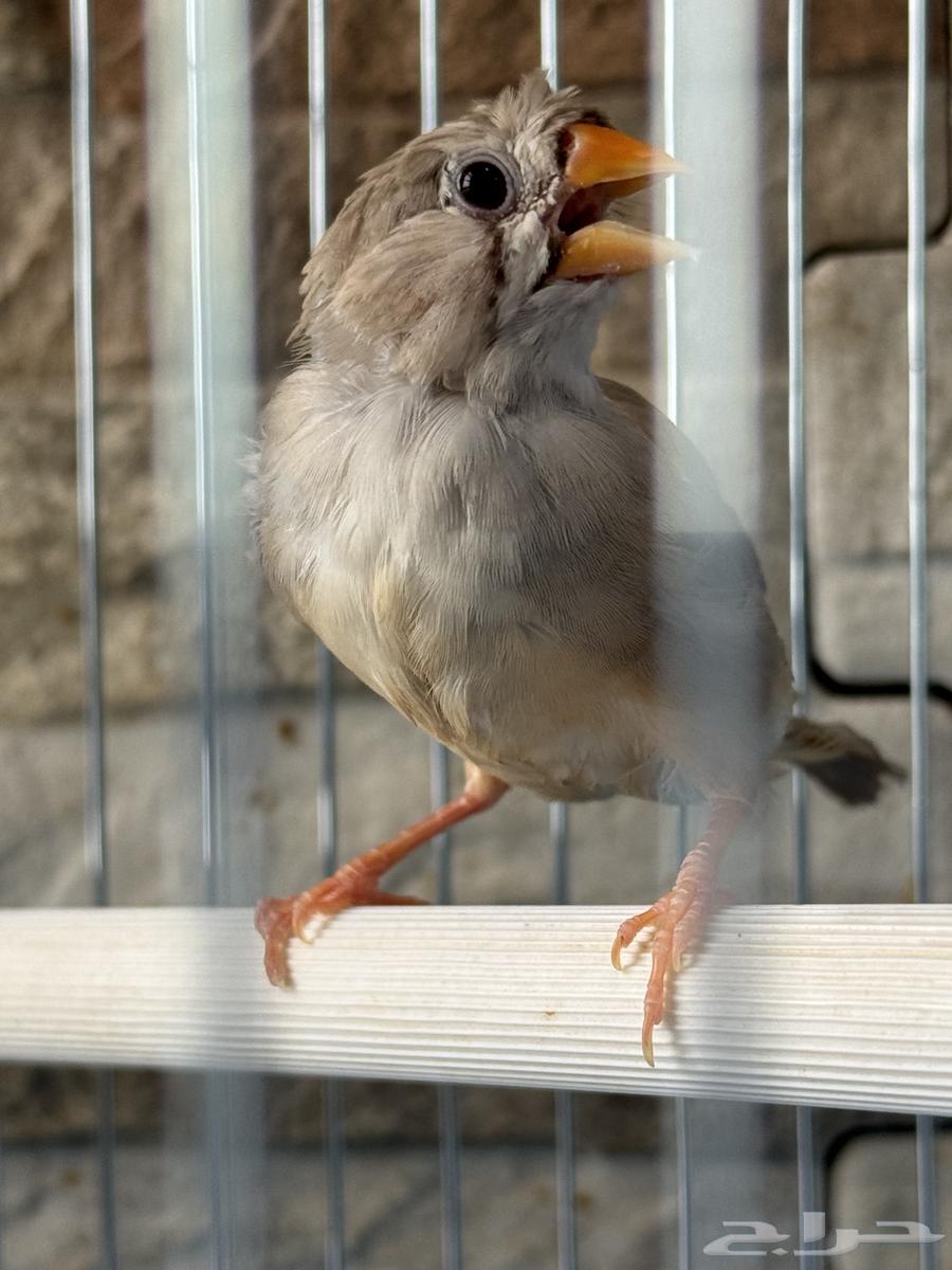 Zebra Regular Size (Crest)64475143427715111