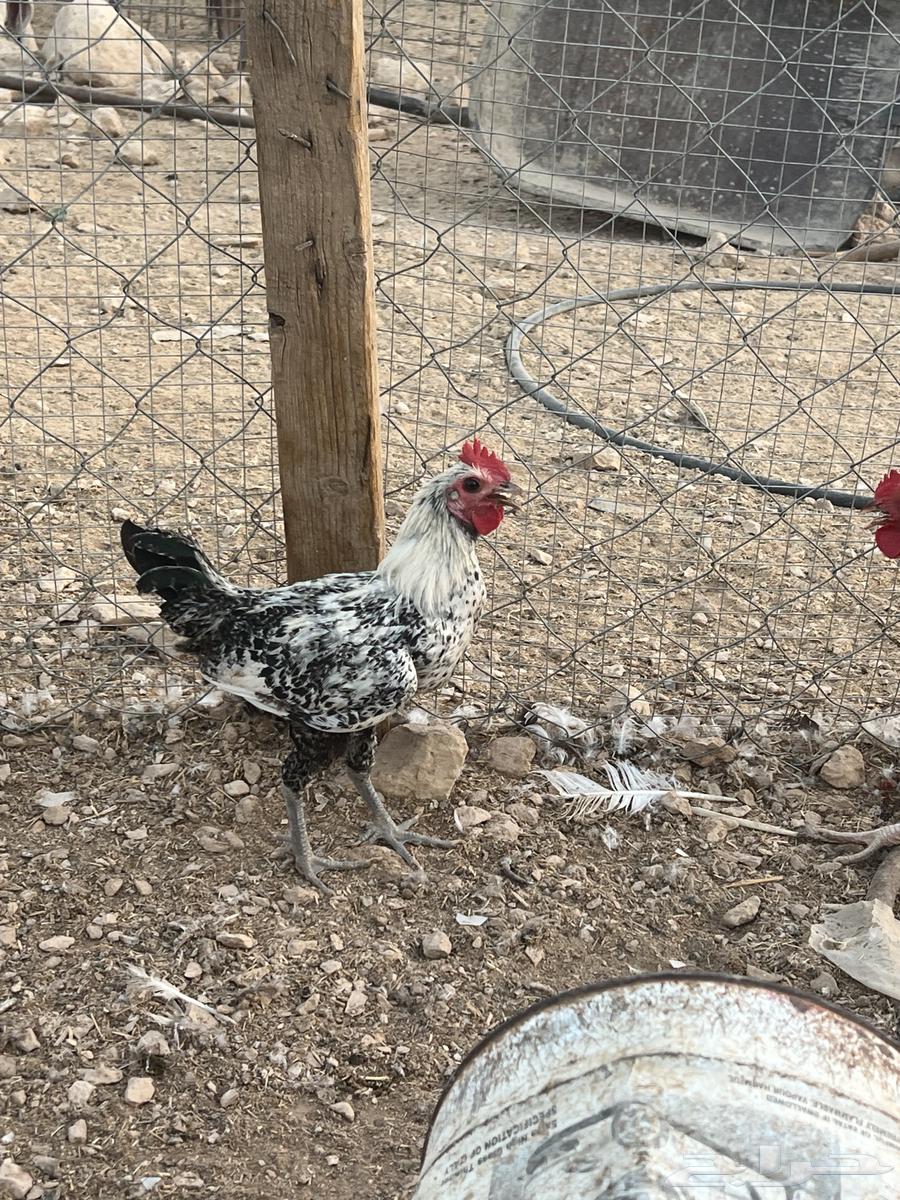 ديك بلدي64478498523906110