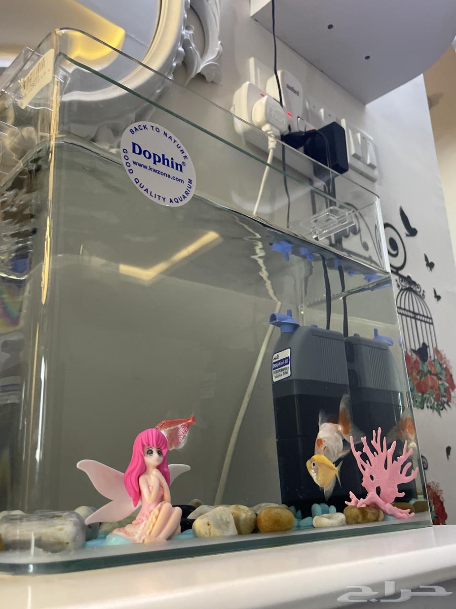 حوض سمك للبيع ب 300 ريال64475777858434112