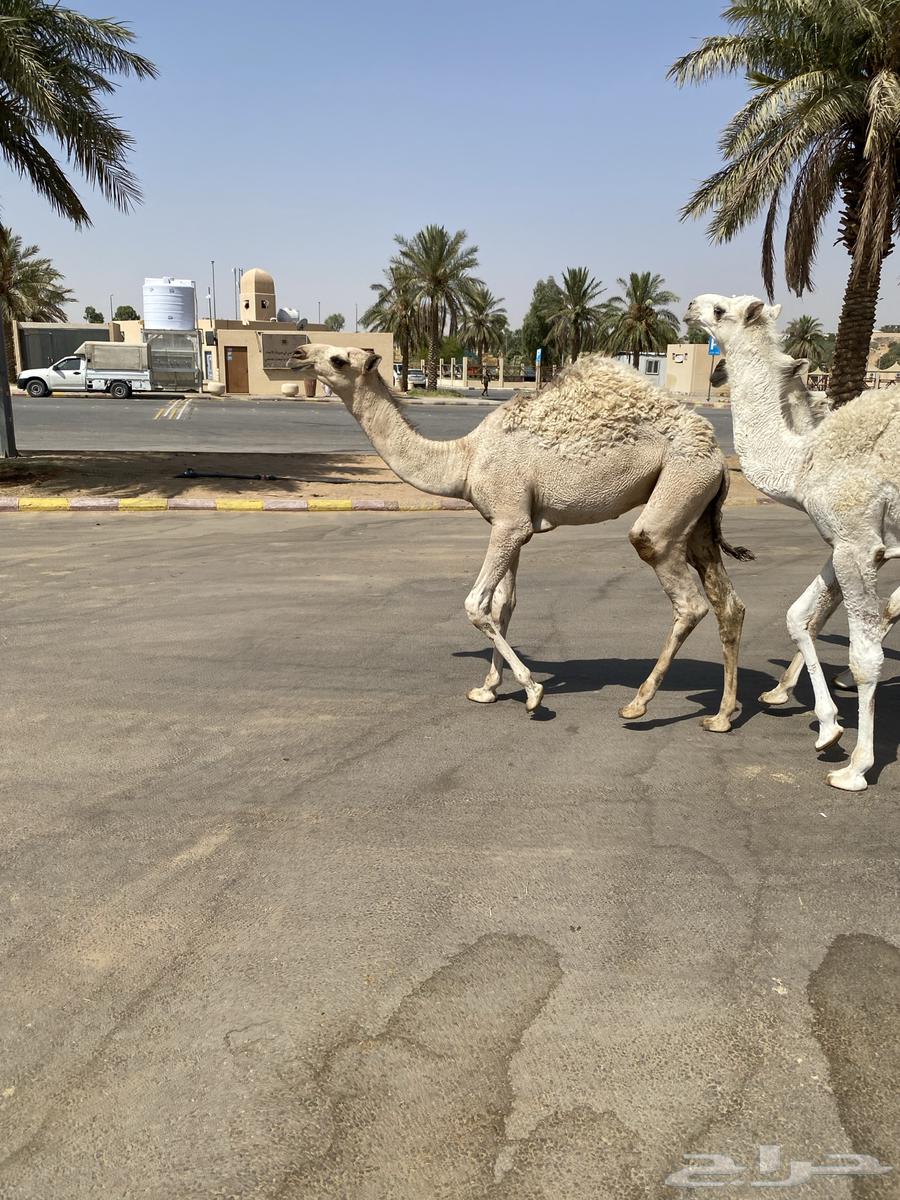 العدد 5 قعدان لبانية واساسهن طيب64473597096833110