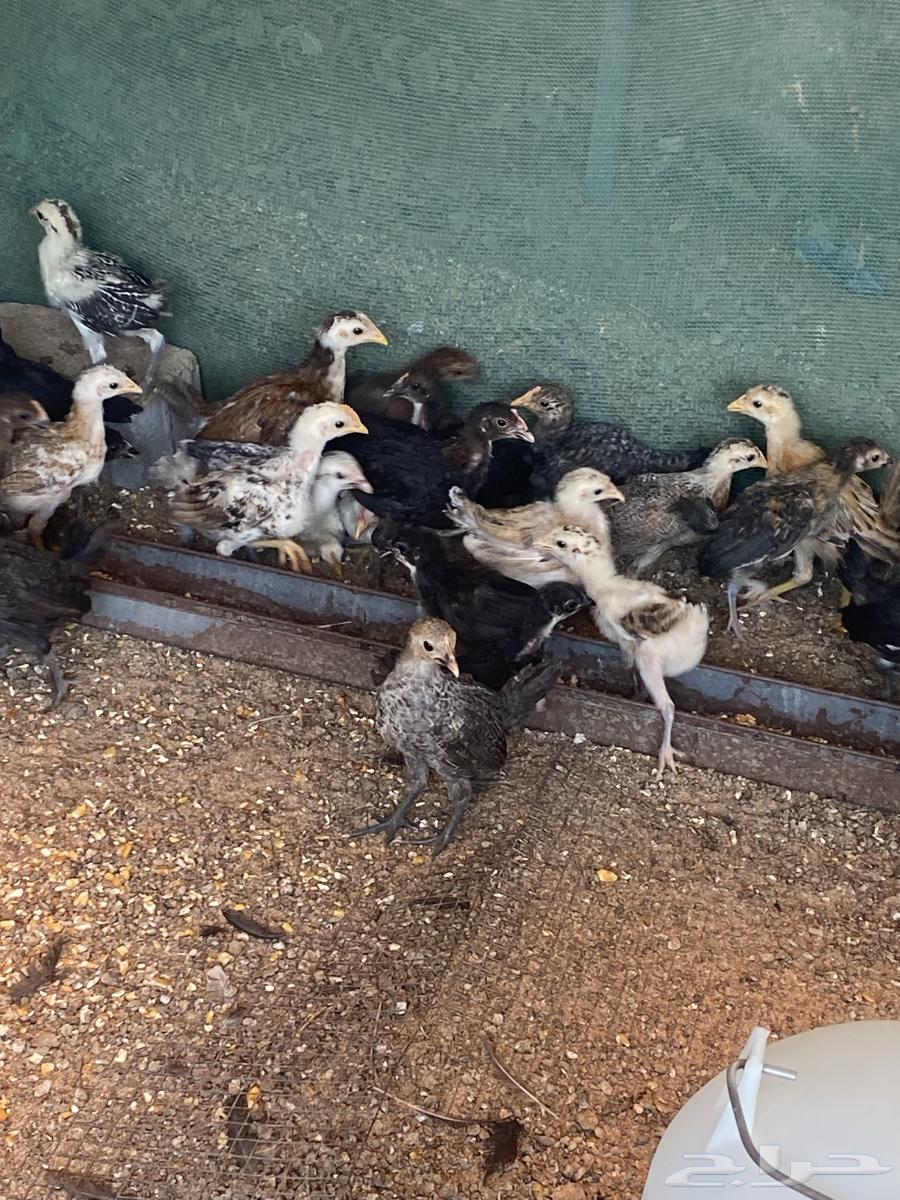 Local, Fayoumi, and Turkey Chickens and Roosters for Sale64474139887746112